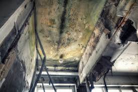 Environmental Consulting for Mold Prevention in Ocean Acres, NJ